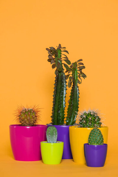 beautiful green cactuses in colorful pots isolated on yellow 