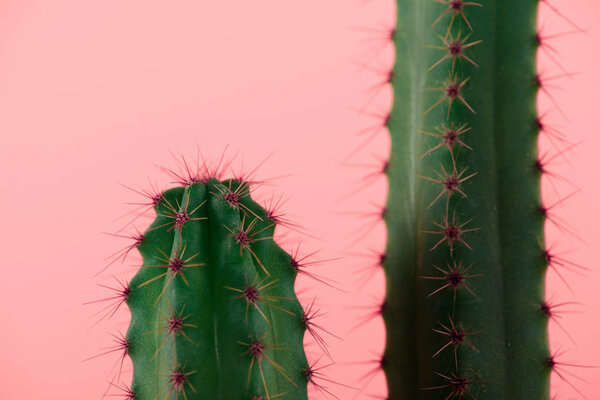 close-up view of beautiful green cactuses with thorns isolated on pink 