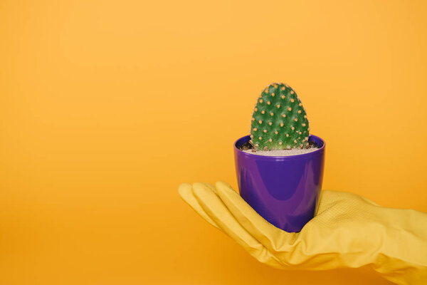 cropped shot of human hand in glove holding pot with cactus isolated on yellow   