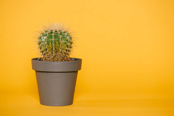 beautiful green cactus in pot isolated on yellow  