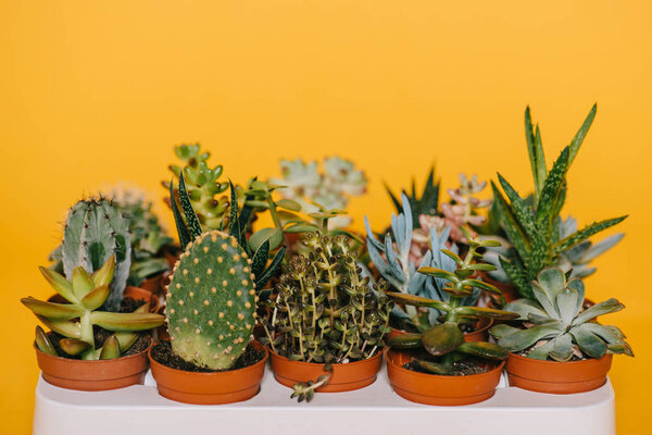 close-up view of various beautiful green succulents in pots isolated on yellow