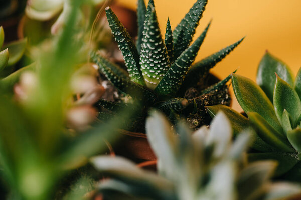 selective focus of beautiful green potted succulents plants on yellow 