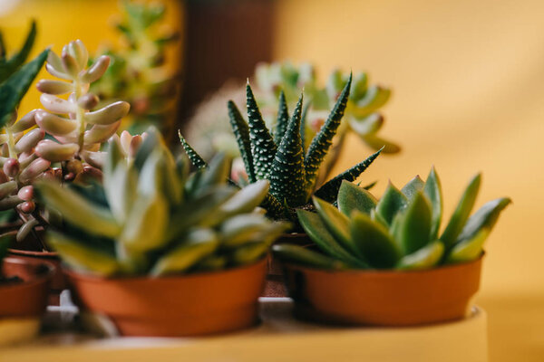 close-up view of beautiful green potted succulents plants on yellow 