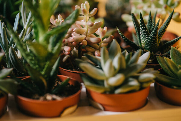 close-up view of beautiful various green succulents in pots on yellow  