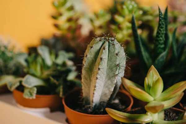 selective focus of beautiful various green succulents in pots on yellow 