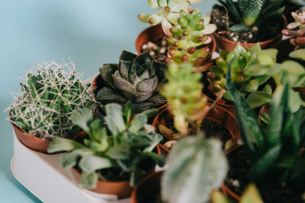 selective focus of various beautiful green succulents in pots on grey  