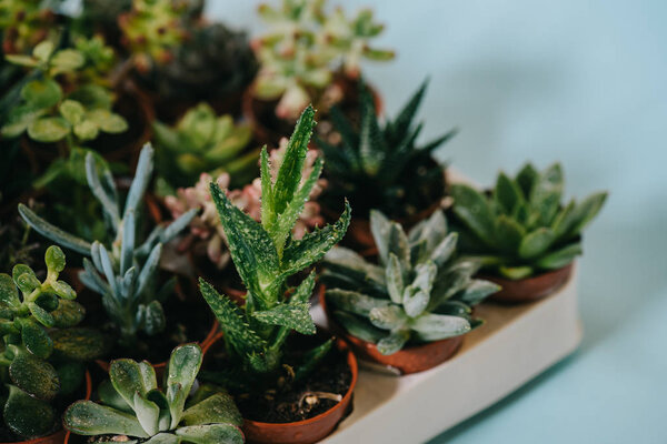 close-up view of various beautiful green succulents on grey  