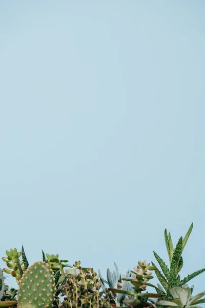 グレーに分離された様々 な美しいグリーン多肉植物 — ストック写真