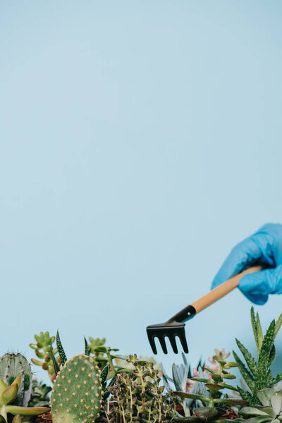 крупным планом вид человеческой руки в перчатках с граблями и зелеными суккулентами, изолированными на сером
