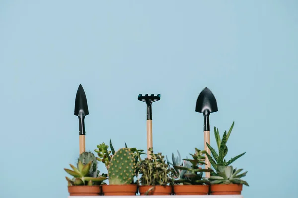 Green Succulents Pots Rake Shovels Isolated Grey — Free Stock Photo