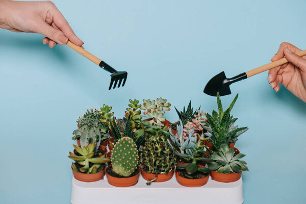 close-up partial view of human hands holding gardening tools and succulents in pots isolated on grey