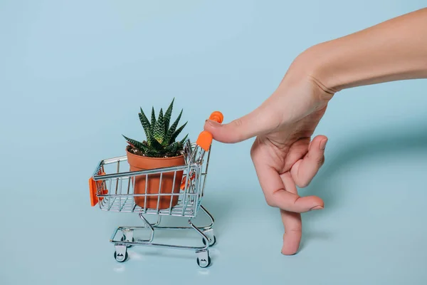 Close Partial View Human Hand Shopping Trolley Succulent Pot Grey — Stock Photo, Image