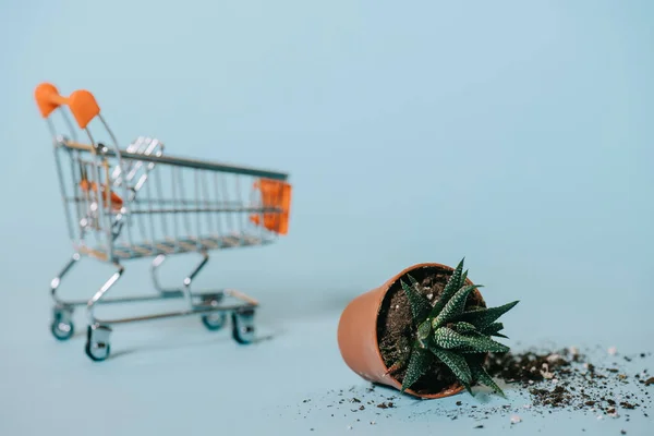 close-up view of succulent in pot with soil and empty shopping trolley on grey