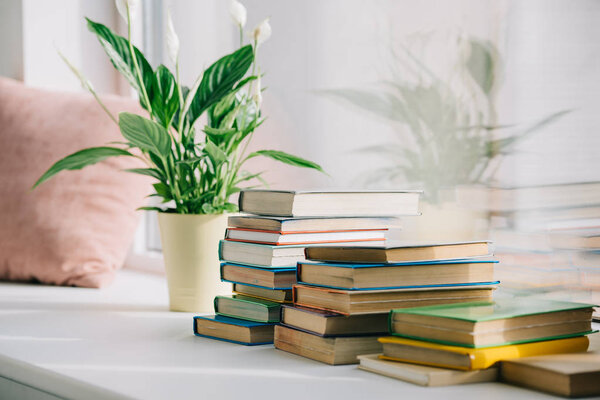 potted plant with green leaves and books on windowsill