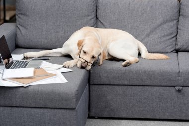 belgeler ve dizüstü bilgisayar ile kanepede yatan gözlük yorgun labrador köpek