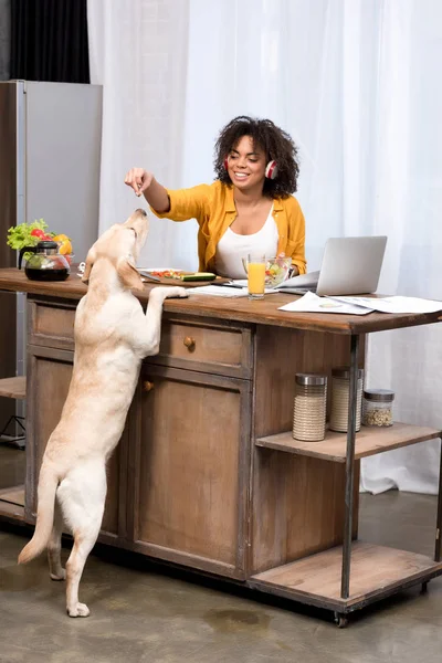 Happy Young Woman Working Home Kitchen Feeding Dog — Stock Photo, Image