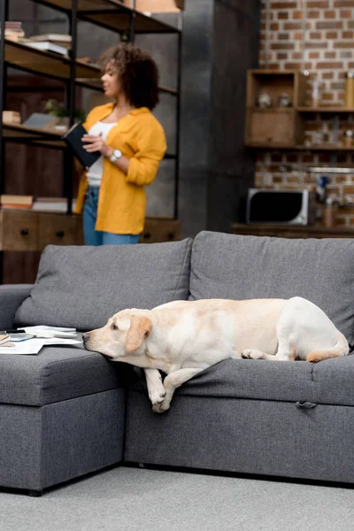 Adorable Labrador Acostado Sofá Mientras Dueño Tomando Libro Estantería — Foto de stock gratis