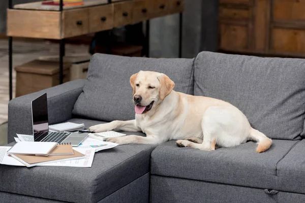 Divertente Cane Labrador Sdraiato Sul Divano Con Documenti Laptop — Foto Stock