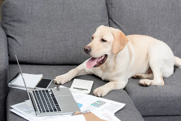 Schöner Labrador Hund Auf Couch Liegend Mit Dokumenten Und Laptop — Stockfoto