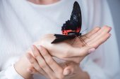 abgeschnittene Ansicht von Mädchen mit schönen lebendigen Schmetterling in den Händen, isoliert auf grau