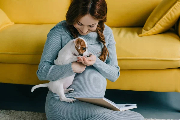 Atrakcyjna Kobieta Ciąży Palming Jack Russell Terrier Salonie — Zdjęcie stockowe