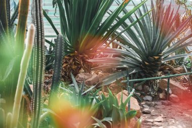 succulents ve kaktüsler tropikal bahçesinde bulunan objektif mercek parlaması