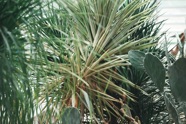 Зеленые Пальмы Кактусы Тропическом Саду — Бесплатное стоковое фото