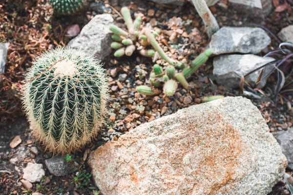 high angle view of cactuses and stone in tropical garden