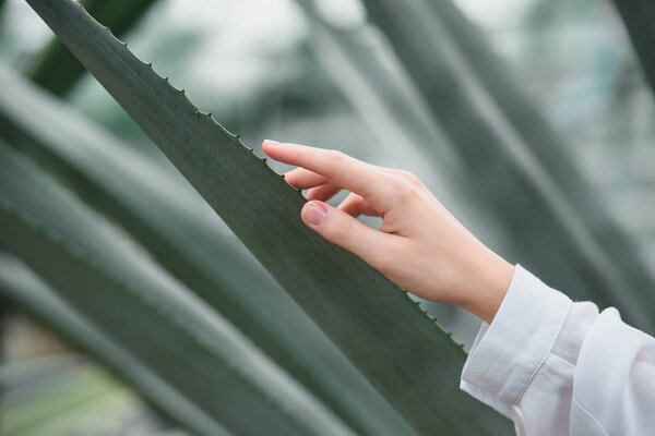 partial view of tender female hand with aloe leaves