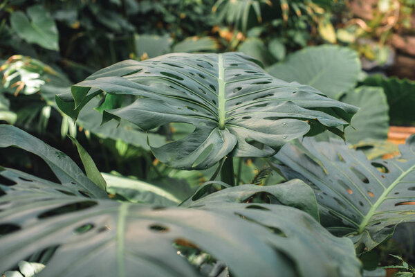 close up of green monstera leaves in jungle
