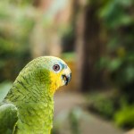 Крупным планом красивый зеленый афротропический попугай