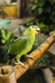 adorable green afrotropical parrot perching on bamboo fence in tropical park