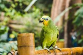 green afrotropical parrot perching on bamboo fence in tropical park