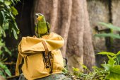 adorable green afrotropical parrot perching on vintage yellow backpack in rainforest