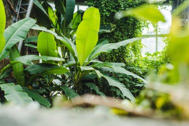 beautiful tropical rainforest greenhouse with various plants and window on background clipart