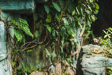 way into cave in jungle covered with green leaves clipart