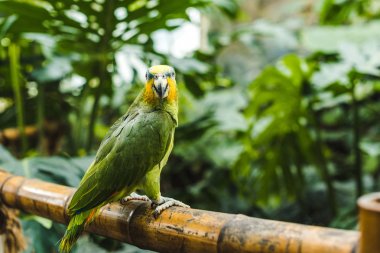 beautiful green afrotropical parrot perching on bamboo fence in tropical park clipart