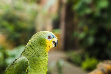 close-up shot of beautiful green afrotropical parrot clipart