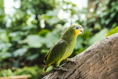 Güzel yeşil afropik papağan yağmur ormanlarında dallara tünemiş.