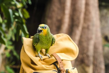 beautiful green afrotropical parrot perching on vintage yellow backpack clipart
