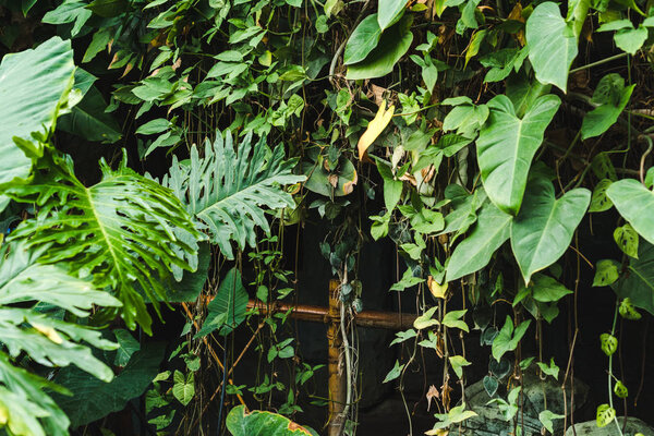 bamboo fence covered with vines and tropical leaves