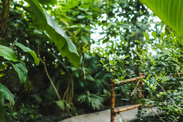 な植物や道路が付いている熱帯雨林温室 — ストック写真