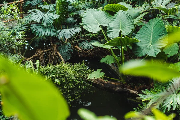 scenic shot of beautiful tropical rainforest with various plants