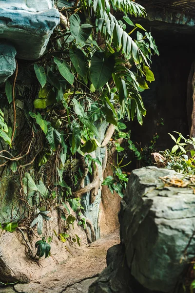 scenic shot of path into cave in jungle covered with green leaves