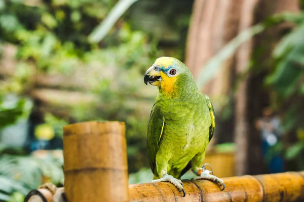 Gröna Afrotropical Papegoja Sittande Bambu Staket Tropisk Park — Stockfoto