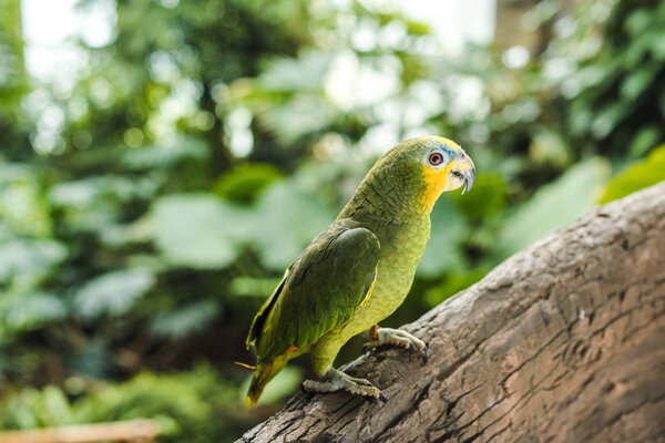 beautiful green afrotropical parrot perching on branch in rainforest