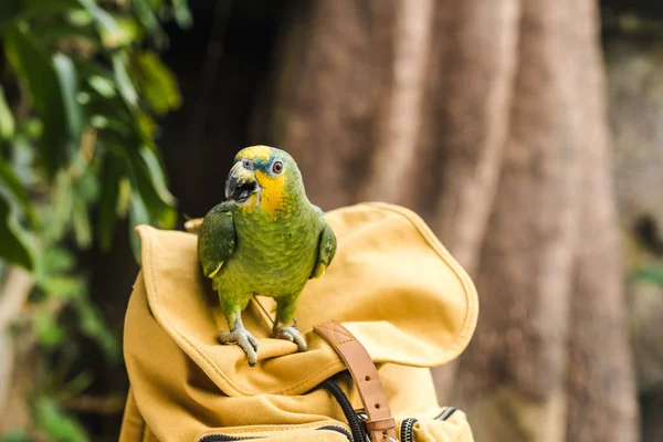 Mooie Groene Afrotropical Papegaai Zitstokken Vintage Gele Rugzak — Stockfoto