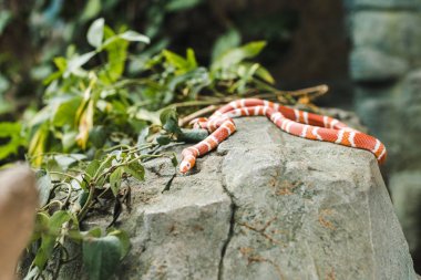 orange and white milk snake lying on rock in jungle clipart