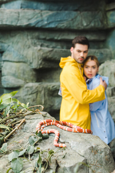 young couple in raincoats terrified of snake lying on rock