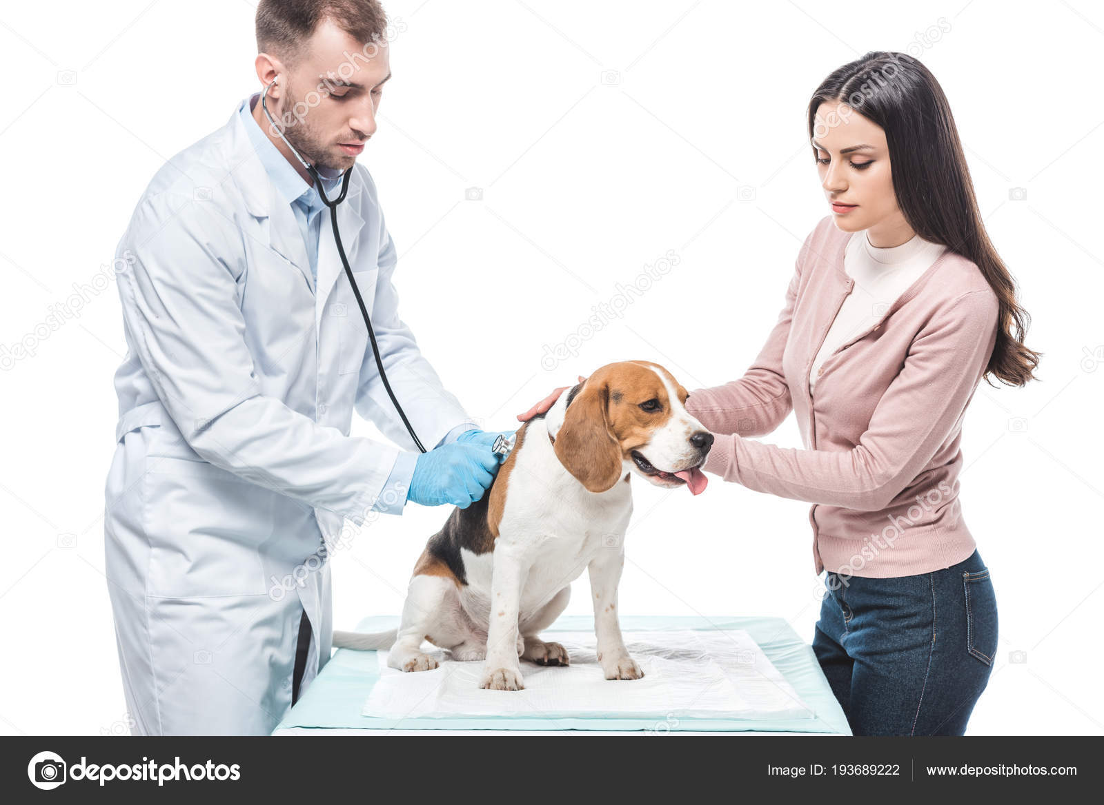 ビーグル獣医が白い背景で隔離の聴診器で調べてみると若い女性 ストック写真 C Igorvetushko ビーグル獣医が白い背景で隔離の聴診器で調べてみると若い女性 ストック写真 C Igorvetushko